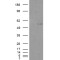 C2GnT-M Antibody