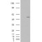 C2GnT-M Antibody