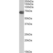 abx432434 (2 µg/ml) staining of Human Placenta lysate (35 µg protein in RIPA buffer). Primary incubation was 1 hour. Detected by chemiluminescence.