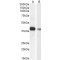 Macrophage-Capping Protein (CAPG) Antibody