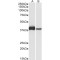 Macrophage-Capping Protein (CAPG) Antibody