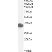 abx432456 (0.1 µg/ml) staining of Human Kidney lysate (35 µg protein in RIPA buffer). Detected by chemiluminescence.