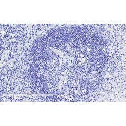 T-Cell-Specific Surface Glycoprotein CD28 (CD28) Antibody