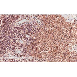 T-Cell-Specific Surface Glycoprotein CD28 (CD28) Antibody