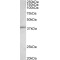 Proto-Oncogene C-Fos (FOS) Antibody