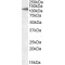 C-Type Lectin Domain Containing 16A (CLEC16A) Antibody