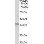 abx432516 (1 µg/ml) staining of HeLa lysate (35 µg protein in RIPA buffer). Primary incubation was 1 hour. Detected by chemiluminescence.