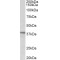 CLO29 Antibody