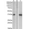 Chymase 1, Mast Cell (CMA1) Antibody