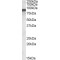 Component of Oligomeric Golgi Complex 7 (COG7) Antibody