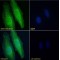 Collagen Type IV Alpha 6 (COL4A6) Antibody