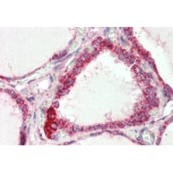 Cytochrome C Oxidase Subunit 4I1 (COX4I1) Antibody