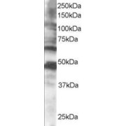 abx432541 staining (0.5 µg/ml) of human brain lysate (RIPA buffer, 35 µg total protein per lane). Primary incubated for 1 hour. Detected by chemiluminescence.