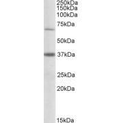 abx432547 (0.5 µg/ml) staining of Human Liver lysate (35 µg protein in RIPA buffer). Primary incubation was 1 hour. Detected by chemiluminescence.