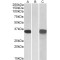 Cysteine-Rich Secretory Protein 2 (CRISP2) Antibody