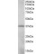 Crk Like Protein (CRKL) Antibody