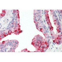 CutA protein Antibody