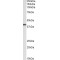 Interleukin 8 Receptor Alpha / IL8RA (CXCR1) Antibody