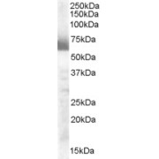 abx432567 (0.3 µg/ml) staining of Human Ovary lysate (35 µg protein in RIPA buffer). Detected by chemiluminescence.