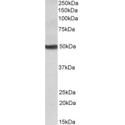 abx432568 (0.1 µg/ml) staining of Human Liver lysate (35 µg protein in RIPA buffer). Detected by chemiluminescence.