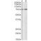 Cytochrome P450 Family 2 Subfamily B Member 6 (CYP2B6) Antibody