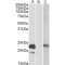 Cystatin 8 (CST8) Antibody