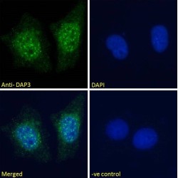 Death Associated Protein 3 (DAP3) Antibody