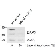 abx432589 (1 µg/ml) staining of HeLa lysate (control in left lane and after si-RNA-mediated DAP3 knock-down expresson in right lane) (35 µg protein in RIPA buffer). Level of knock-down relative to Actin expression level was determined by RT-PCR. Primary incubation was 1 hour. Detected by chemiluminescence.