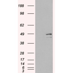 Death Associated Protein 3 (DAP3) Antibody