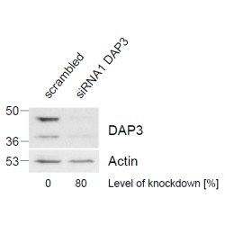 Death Associated Protein 3 (DAP3) Antibody