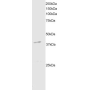 abx432590 staining (2 µg/ml) of mouse brain extracts (RIPA buffer, 35 µg total protein per lane). Primary incubated for 1 hour. Detected by western blot using chemiluminescence.