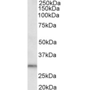 abx432591 (0.5 µg/ml) staining of Human Kidney lysate (35 µg protein in RIPA buffer). Primary incubation was 1 hour. Detected by chemiluminescence.