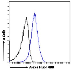 Dimethylarginine Dimethylaminohydrolase 1 (DDAH1) Antibody