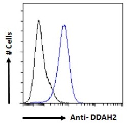 Dimethylarginine Dimethylaminohydrolase 2 (DDAH2) Antibody