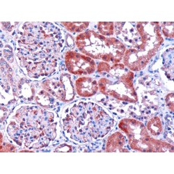 Dicarbonyl Reductase (DCXR) Antibody