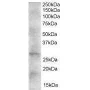 abx432609 (2 µg/ml) staining of Human Heart lysate (35 µg protein in RIPA buffer). Primary incubation was 1 hour. Detected by chemiluminescence.