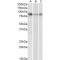 Delta Like Protein 4 (DLL4) Antibody