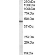 abx432622 (1 µg/ml) staining of MOLT4 lysate (35 µg protein in RIPA buffer). Primary incubation was 1 hour. Detected by chemiluminescence.