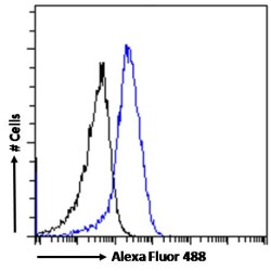 Dopamine Receptor D5 (DRD5) Antibody