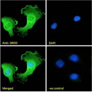 Immunofluorescence analysis of paraformaldehyde fixed U251 cells, permeabilized with 0.15% Triton. Primary incubation 1hr (10 µg/ml) followed by AF488 secondary antibody (2 µg/ml), showing plasma membrane and cytoplasmic staining. The nuclear stain is DAPI (blue). Negative control: Unimmunized goat IgG (10 µg/ml) followed by AF488 secondary antibody (2 µg/ml).