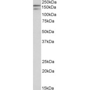 abx432626 (0.1 µg/ml) staining of Human Testis lysate (35 µg protein in RIPA buffer). Detected by chemiluminescence.