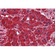 abx432628 (2.5 µg/ml staining of paraffin embedded Human Adrenal Gland. Steamed antigen retrieval with citrate buffer pH 6, AP-staining.