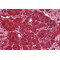 Dynamin 3 (DNM3) Antibody