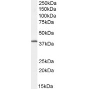 abx432629 staining (0.5 µg/ml) of Human Spleen lysate (RIPA buffer, 30 µg total protein per lane). Primary incubated for 1 hour. Detected by chemiluminescence.