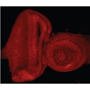 abx432630 (0.5 µg/ml) staining of the Drosophila Eye-Antennal Imaginal Disc. Data obtained from Dr. Nam-Sung Moon, McGill University, Montreal, Canada.