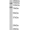 EBPL41L5 Antibody