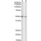 ECSM2 Antibody