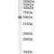 Early Growth Response 4 (EGR4) Antibody