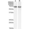 EH Domain Containing 2 (EHD2) Antibody