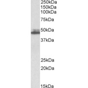 abx432649 (0.3 µg/ml) staining of K562 lysate (35 µg protein in RIPA buffer). Detected by chemiluminescence.